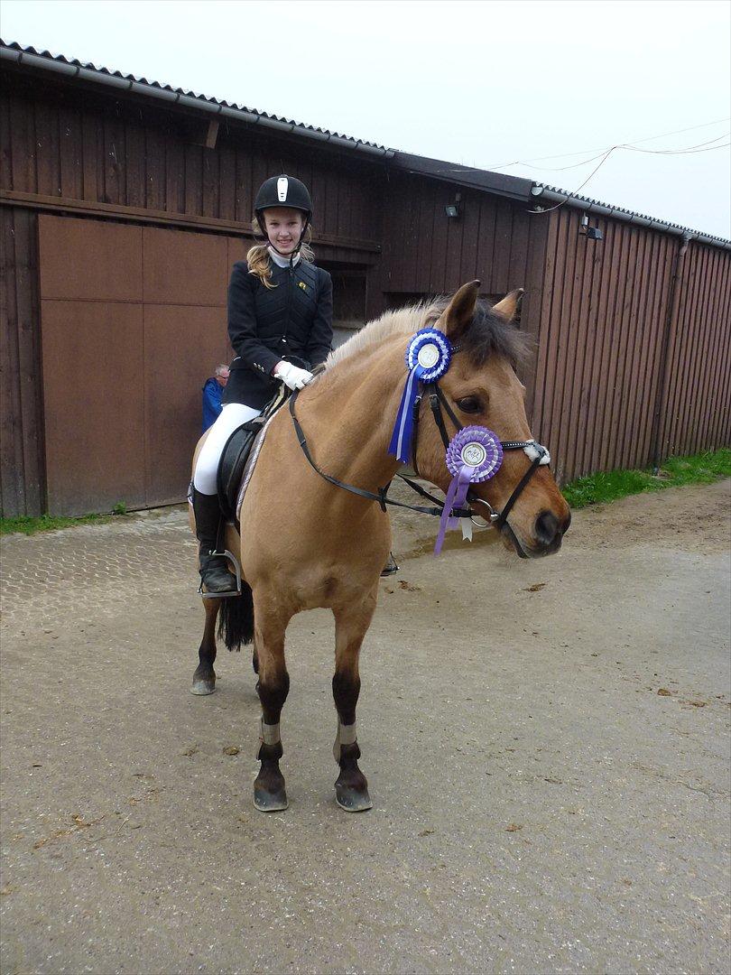 Anden særlig race Titan - Dygtigt præmiepony :D
Efter springstævne (; Både 2. plads og en fejlfri runde (;
Foto: Mor billede 4