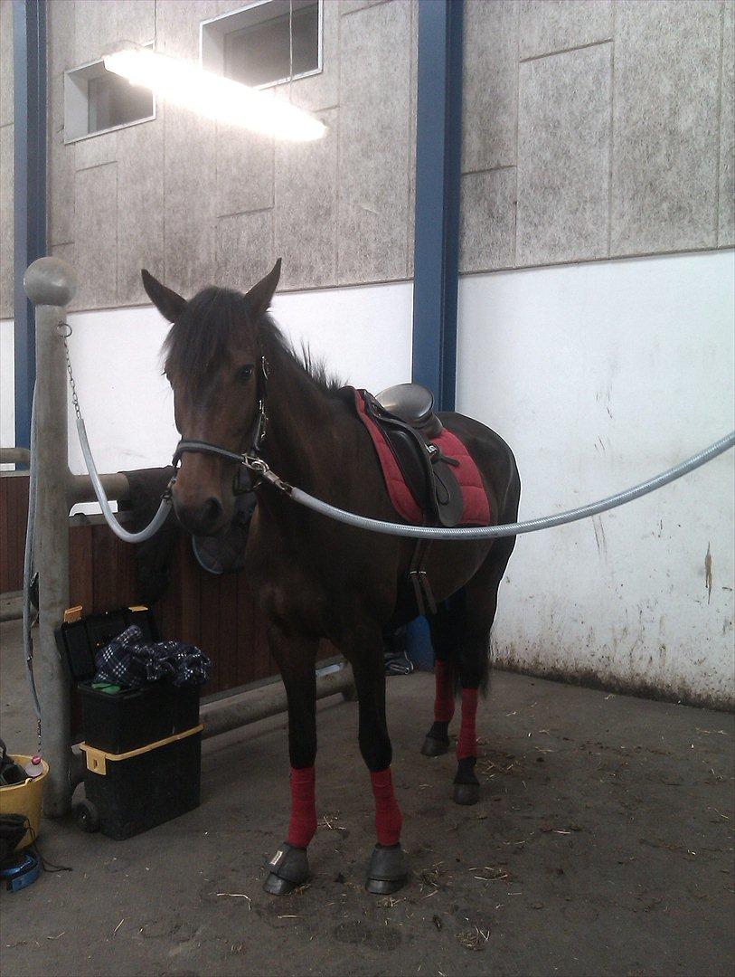 Dansk Varmblod Lærkegaardens Lazette - inden undervisning billede 1