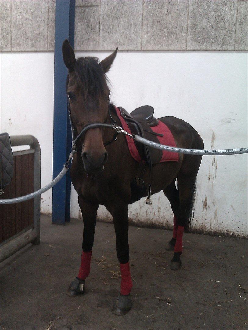 Dansk Varmblod Lærkegaardens Lazette - Inden undervisning billede 2