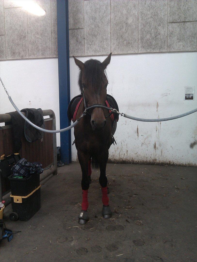 Dansk Varmblod Lærkegaardens Lazette - Inden undervisning billede 3