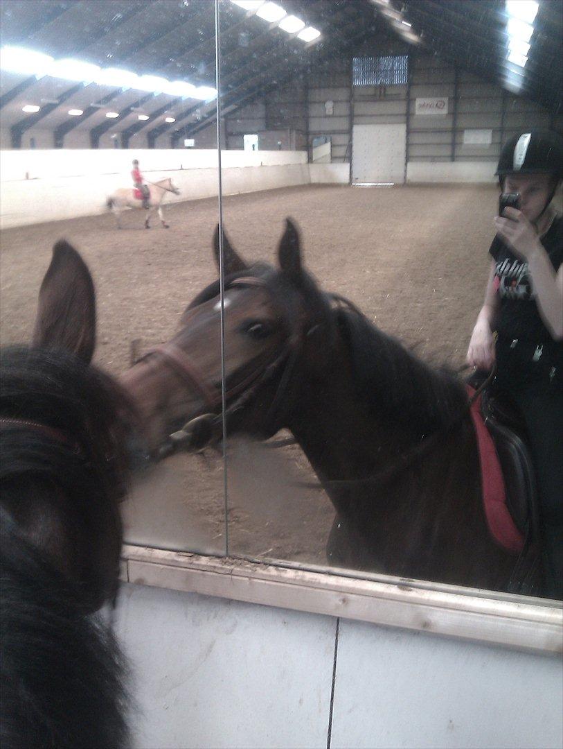 Dansk Varmblod Lærkegaardens Lazette billede 5