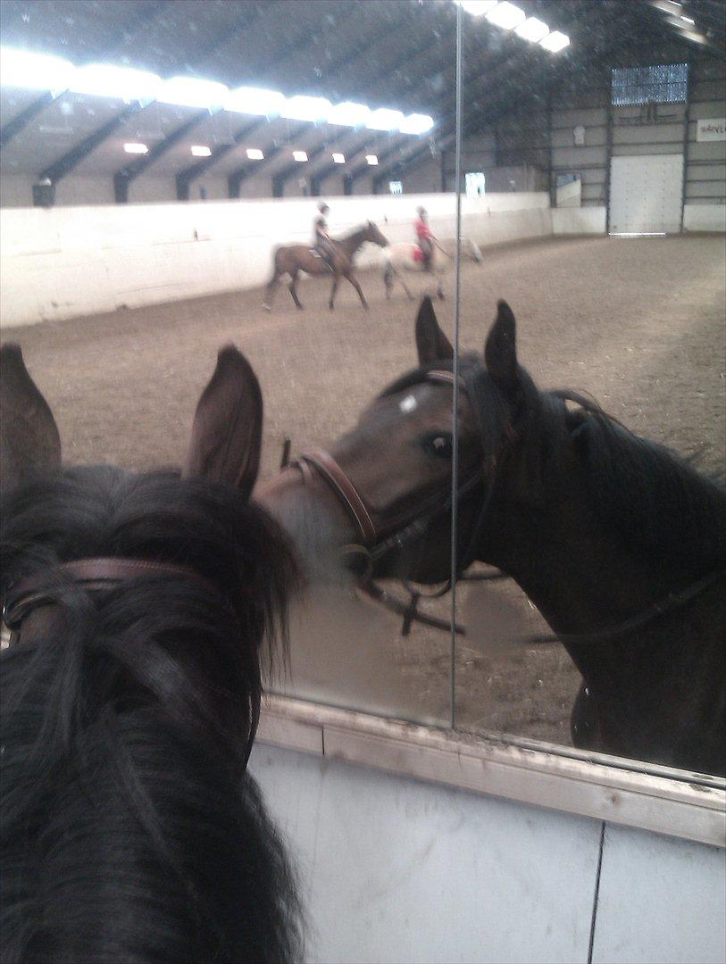 Dansk Varmblod Lærkegaardens Lazette billede 6