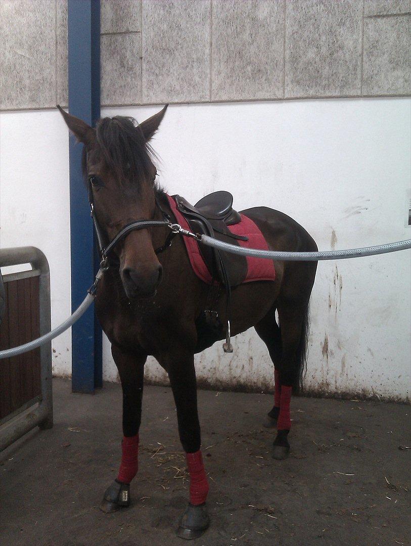 Dansk Varmblod Lærkegaardens Lazette billede 7