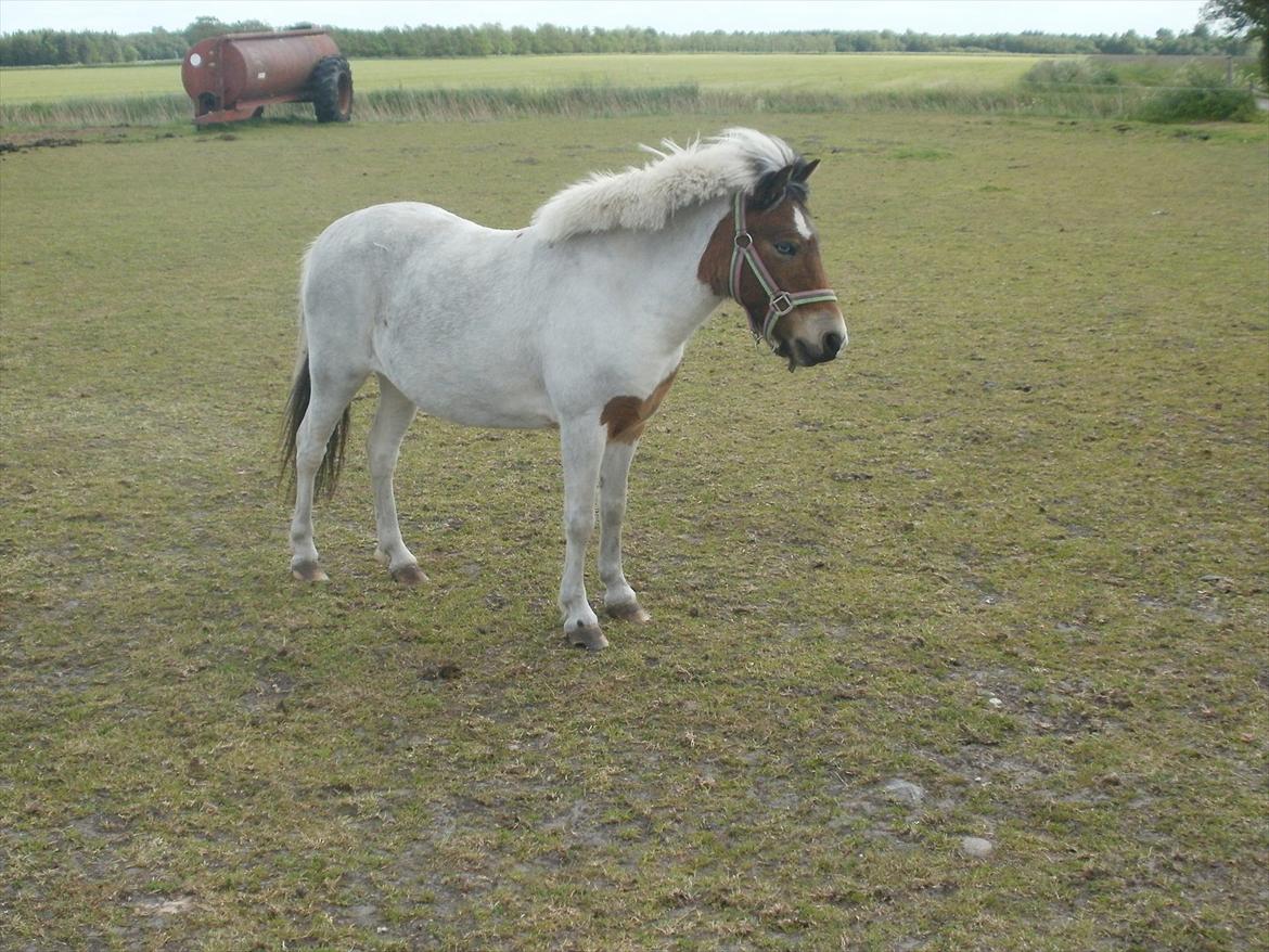 Anden særlig race KIKI BABY - Jeg tænker på dig hverdag, jeg tænker på alle de fantastiske oplevelser vi to har haft sammen, jeg tænker på dengang hvor du blev født, jeg tænker på da vi sagde farvel.. billede 16