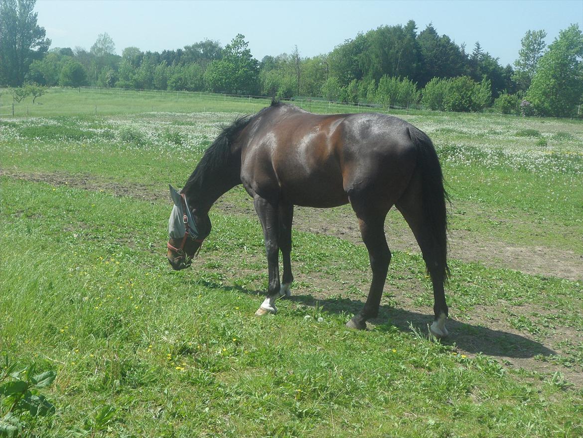 Dansk Varmblod KOKO R.I.P billede 2