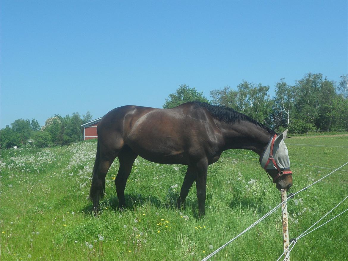 Dansk Varmblod KOKO R.I.P billede 3