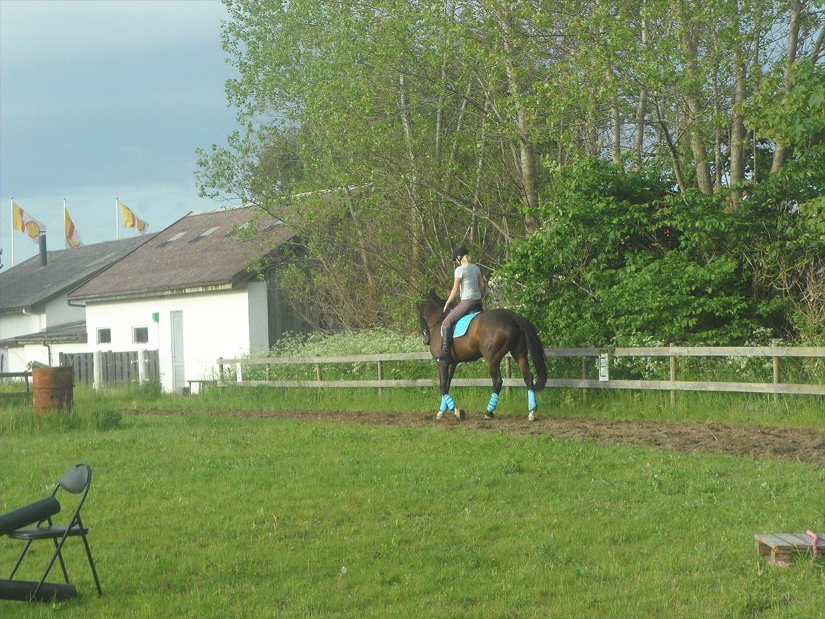 Dansk Varmblod KOKO R.I.P billede 4