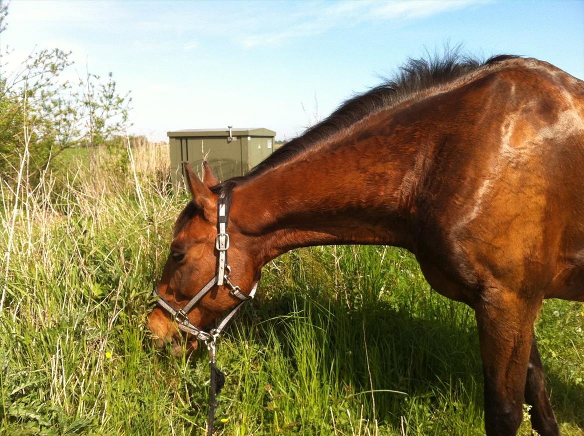 Dansk Varmblod Lucky Lime - LOOOOOVE<3 billede 14