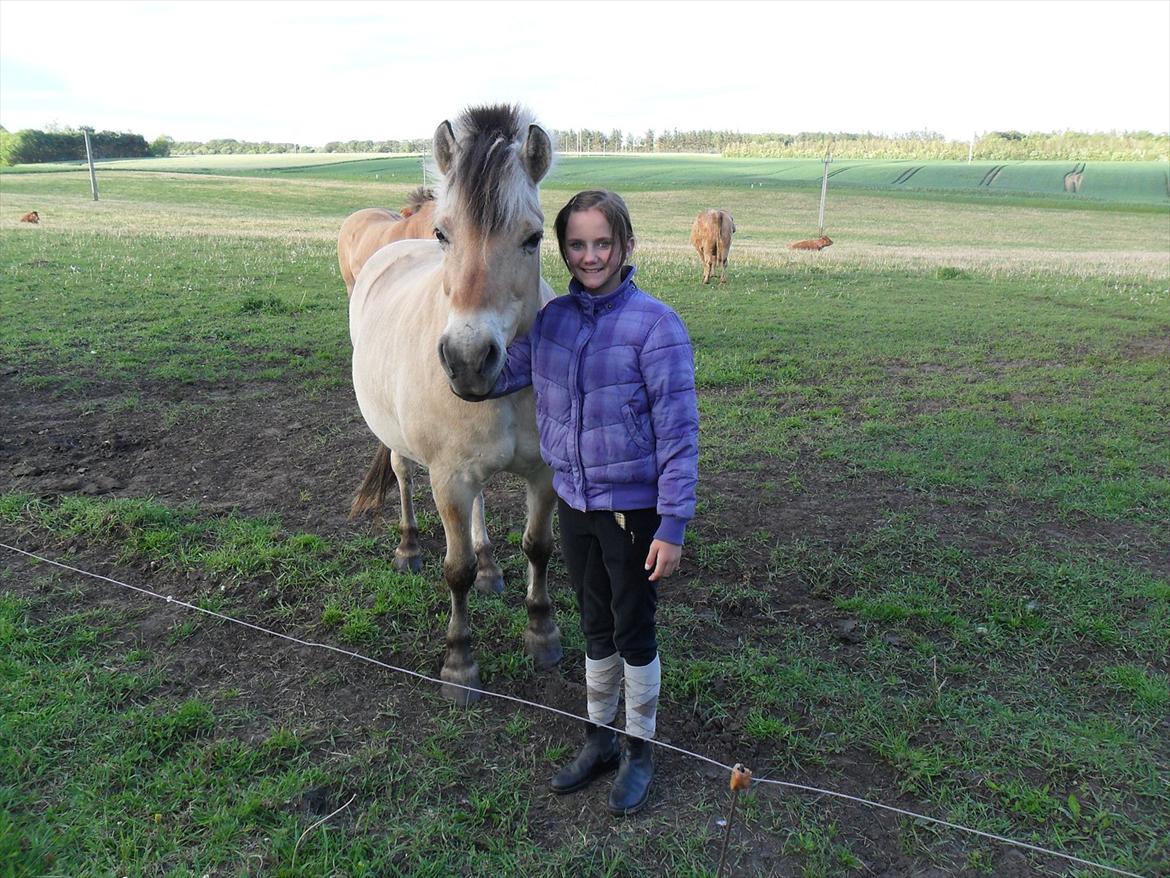 Fjordhest Laust | Mindreng | - Jeg elsker dig ♥. billede 1