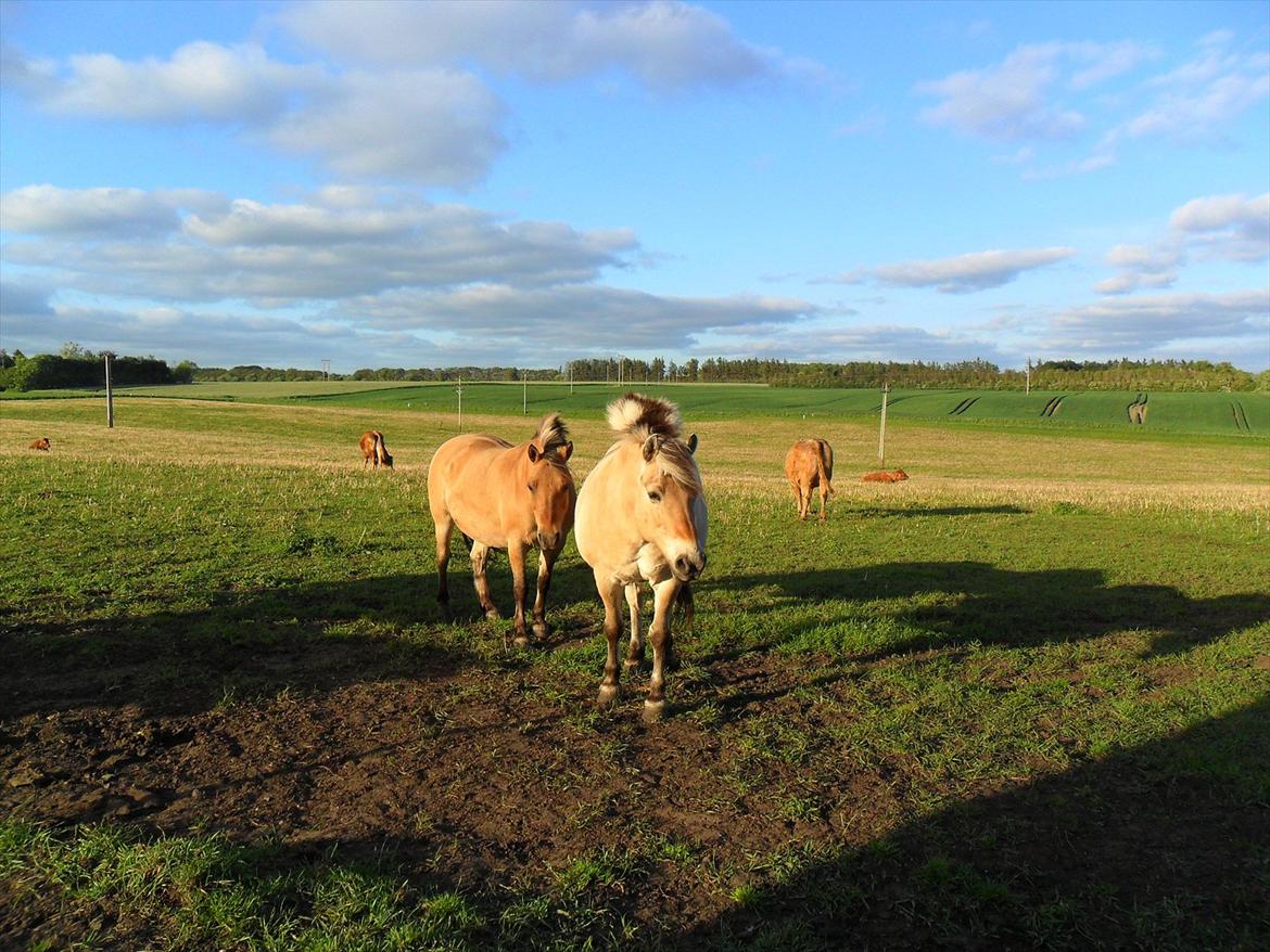 Fjordhest Laust | Mindreng | - Du fylder en stor del i min hverdag ♥. billede 2