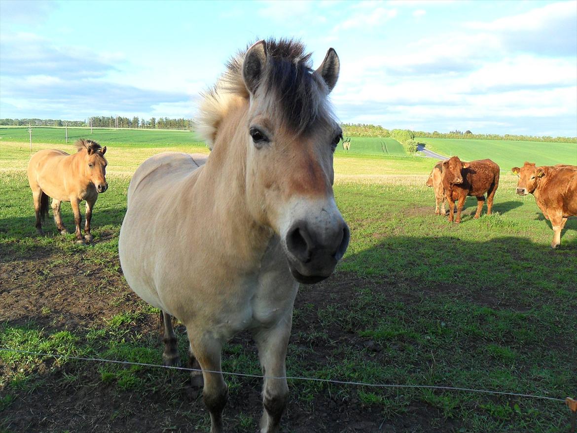 Fjordhest Laust | Mindreng | - Min bedste ven ♥. billede 3