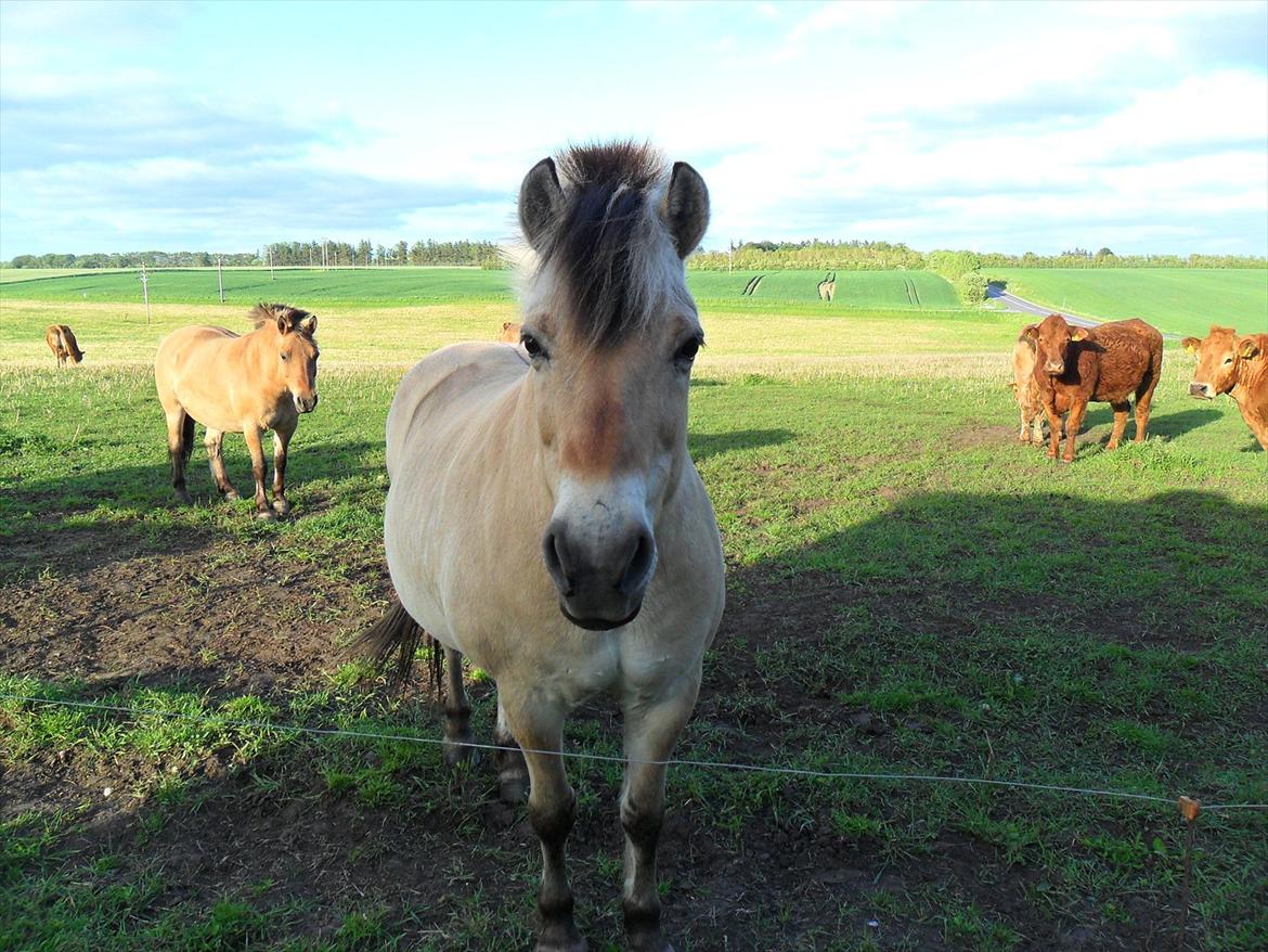 Fjordhest Laust | Mindreng | - The Beauty♥. billede 6