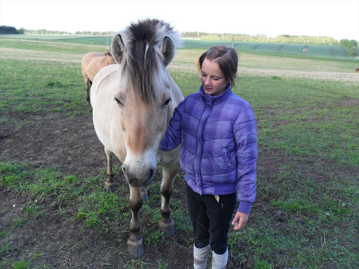 Fjordhest Laust | Mindreng | - My pride ♥. billede 4