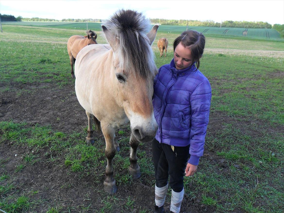 Fjordhest Laust | Mindreng | billede 10