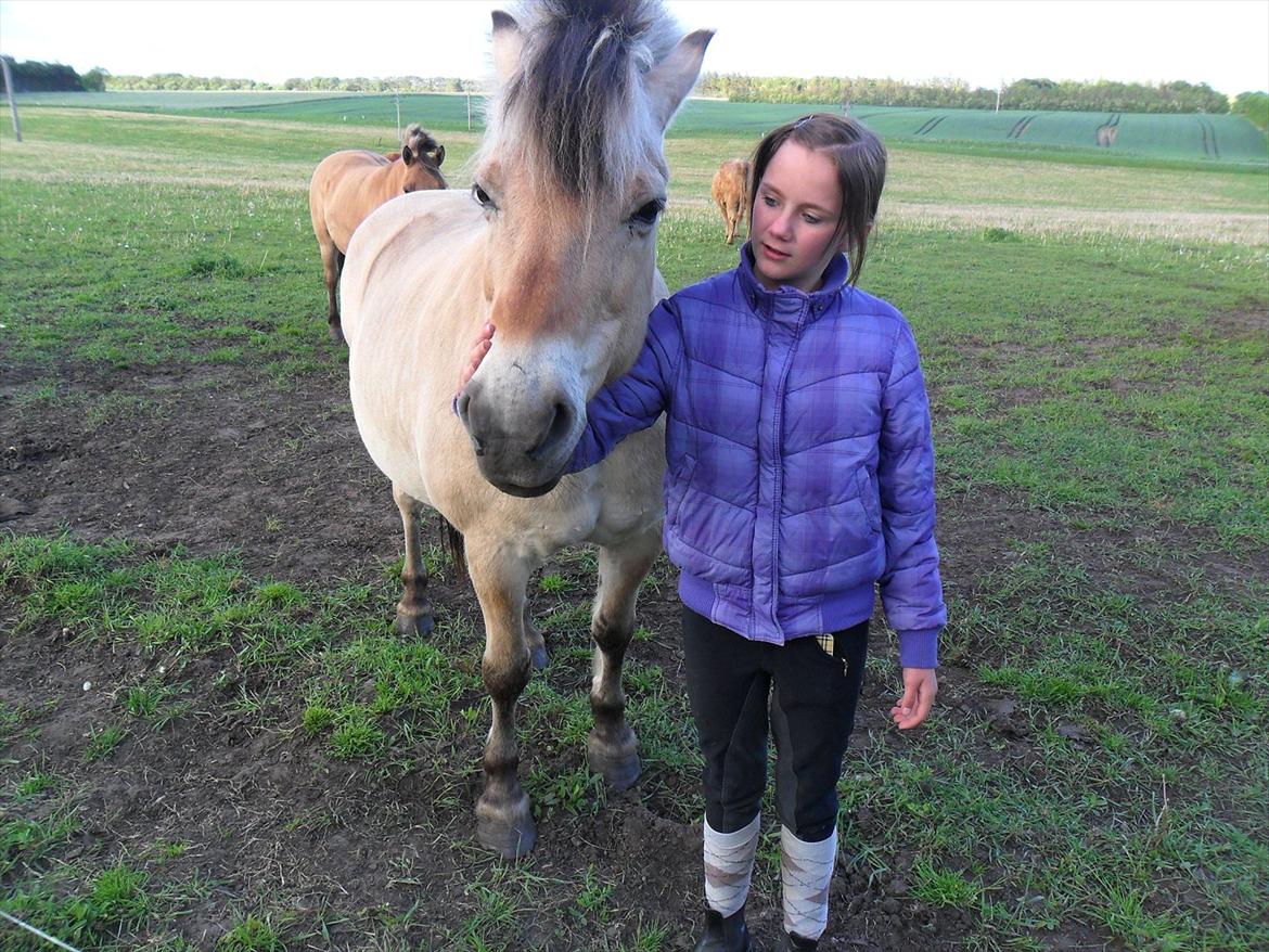 Fjordhest Laust | Mindreng | - Du så dejlig ♥. billede 8