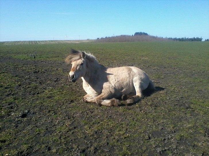 Fjordhest Laust | Mindreng | billede 7