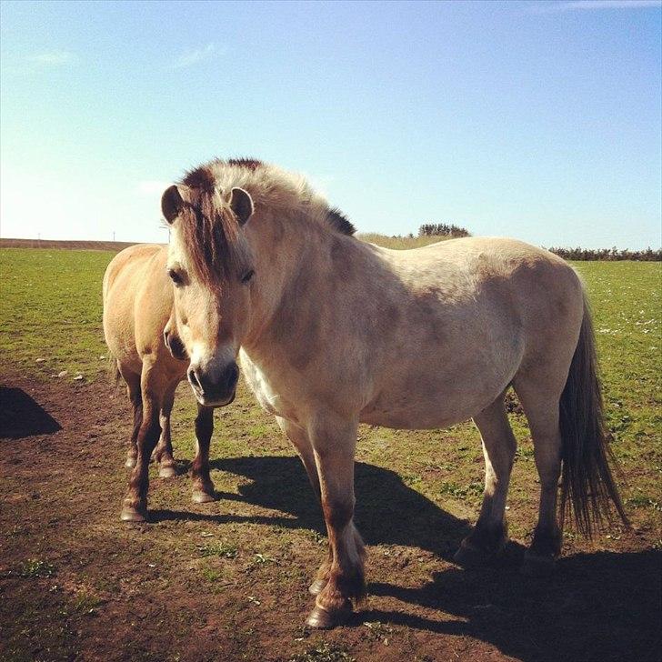 Fjordhest Laust | Mindreng | billede 9