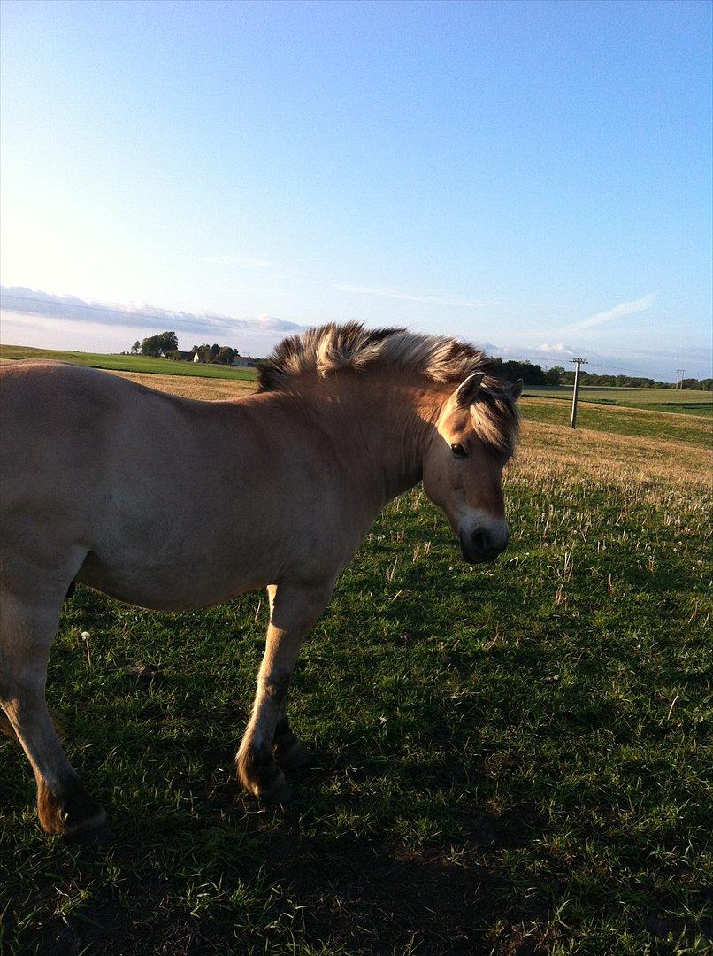 Fjordhest Laust | Mindreng | - Your still be mine ♥. billede 11