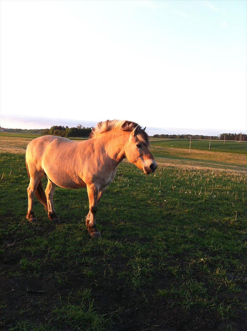 Fjordhest Laust | Mindreng | - Solnedgang ♥. billede 5