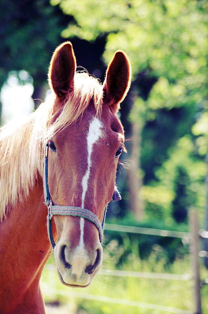 Frederiksborg Gaia Tybjerglille - Velkommen til Bebsens profil :) 
Gaia d. 27-05-12 billede 1