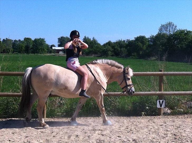 Fjordhest Prins billede 9