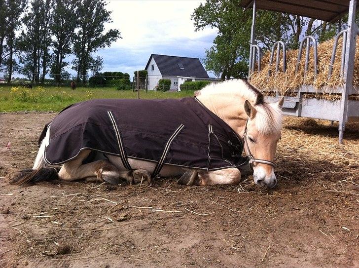 Fjordhest Prins billede 10