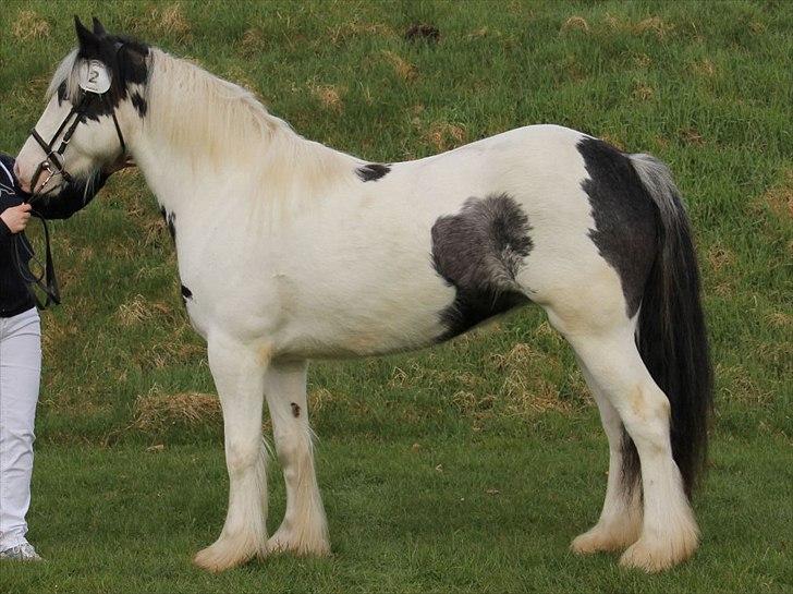 Tinker Hjortholm's Nova - NOVA Kåret d. 15 april 2012 med 205 points = fløj  billede 6