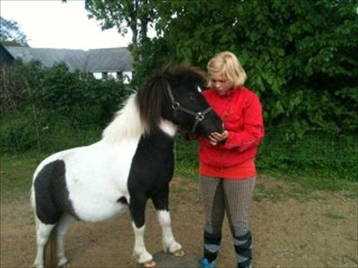 Shetlænder Olivia - Skatten <3 (Himmelhest) - Oliviapigen står på trestup billede 3