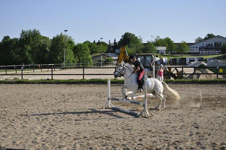 Connemara Asmindrupgårds Lorenzo<3 (passer) - er så stolt af dig!! billede 12