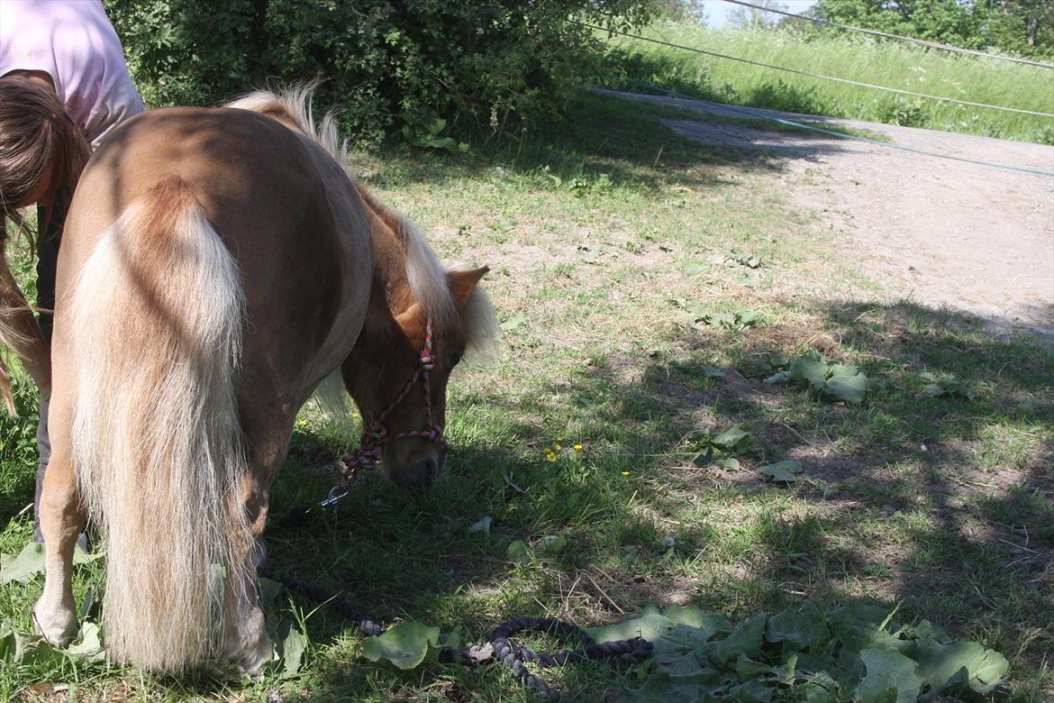 Anden særlig race Freja min gamle passer - Når enden er god, så er alting godt:) billede 12