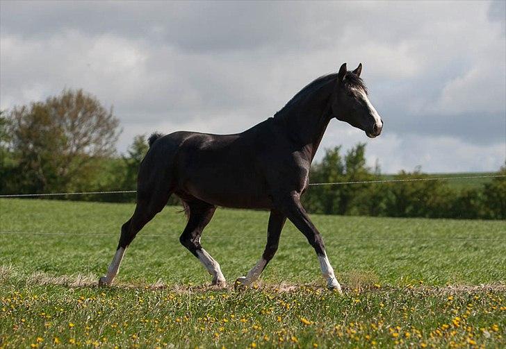 Dansk Varmblod Schnell's Real Dark Lady - Foto: Tine Bjørnø billede 17