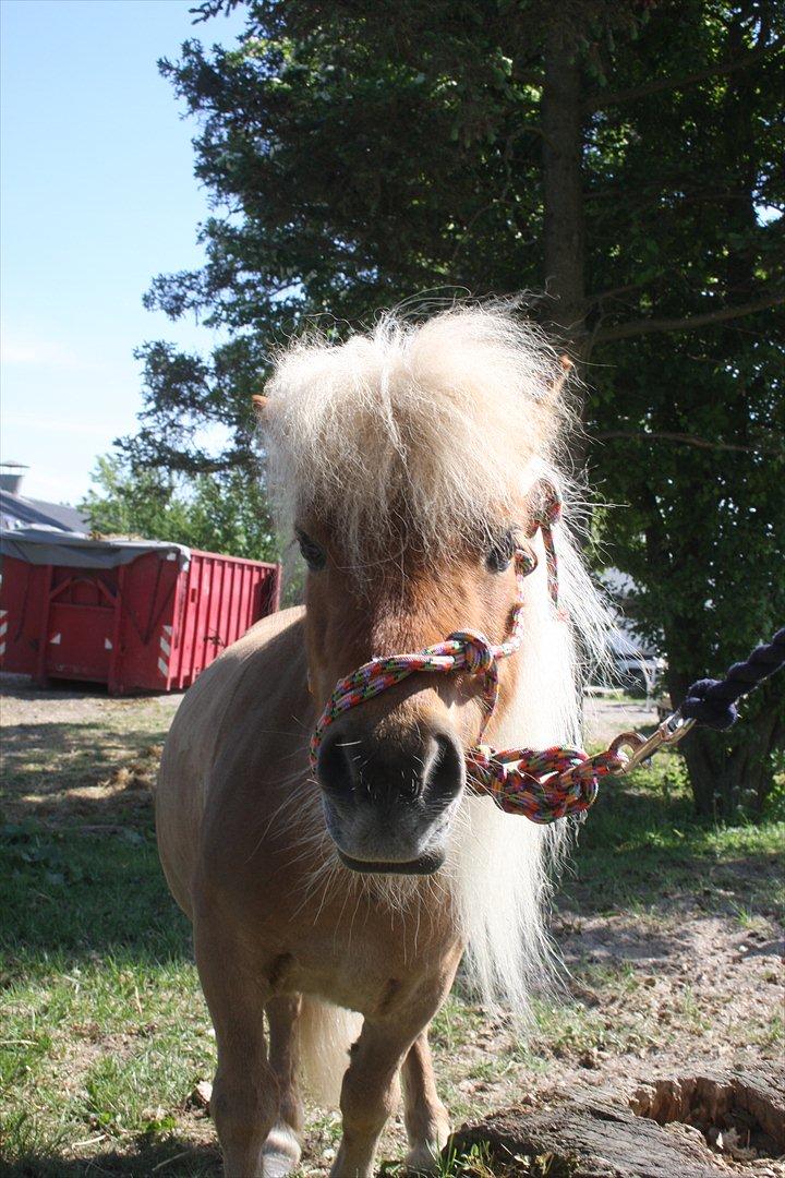 Anden særlig race Freja min gamle passer - Freja er lidt nysgerig:) billede 13