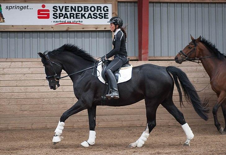 Dansk Varmblod Schnell's Real Dark Lady - Foto: Tine Bjørnø billede 18