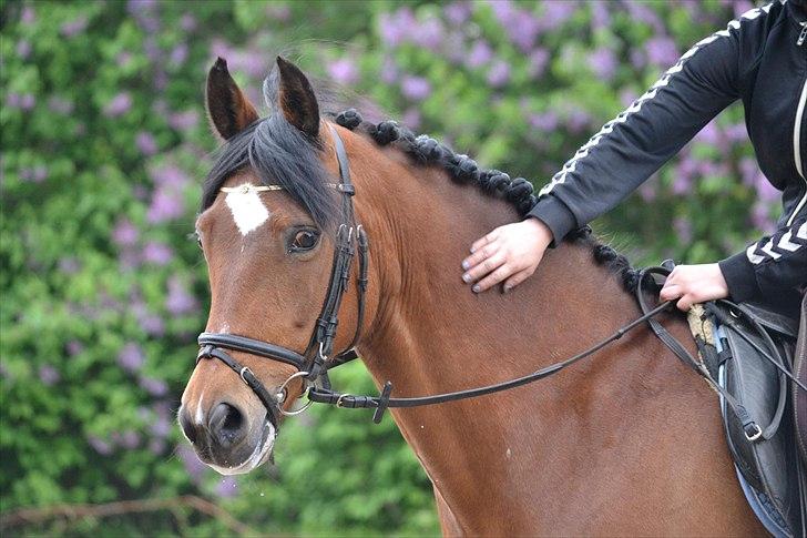 New Forest Diomedes Dyrekjær - B-pony - Foto: Simone Skjold Toft. billede 1