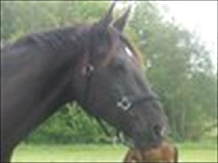 Anden særlig race Ravnholts Blaze billede 16