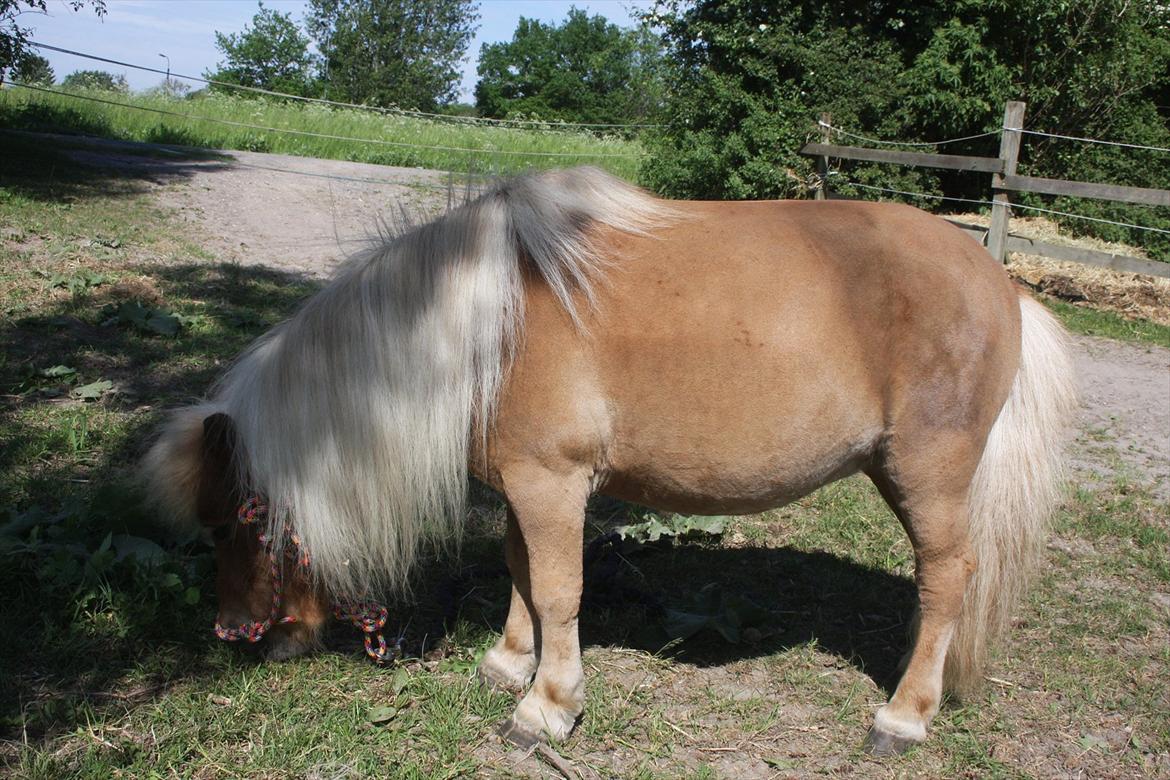 Anden særlig race Freja min gamle passer - <3 I love you<3 billede 17