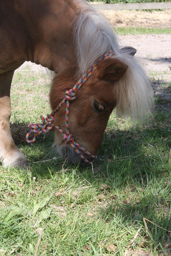 Anden særlig race Freja min gamle passer - Mad dejlige mad:) 
 billede 18