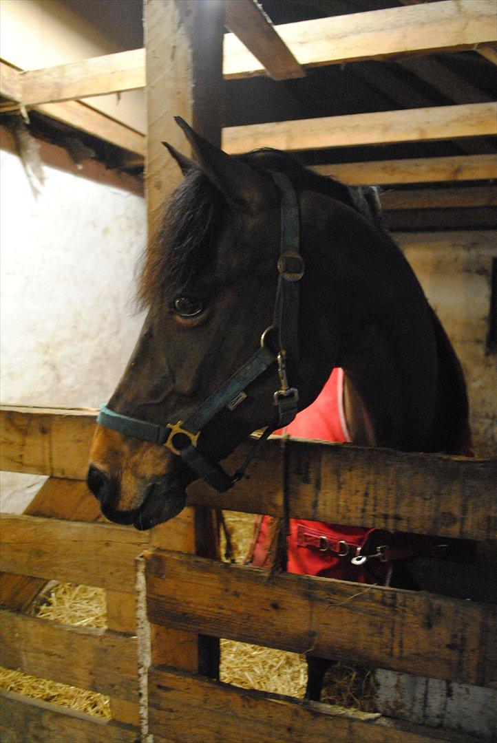 Hollandsk Sportspony Elim - Elim hygger i stalden :) billede 1