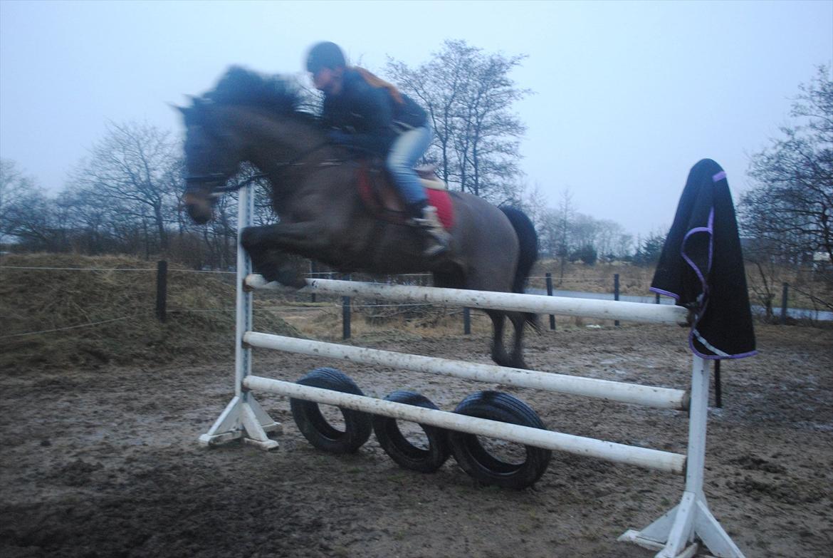 Hollandsk Sportspony Elim billede 3