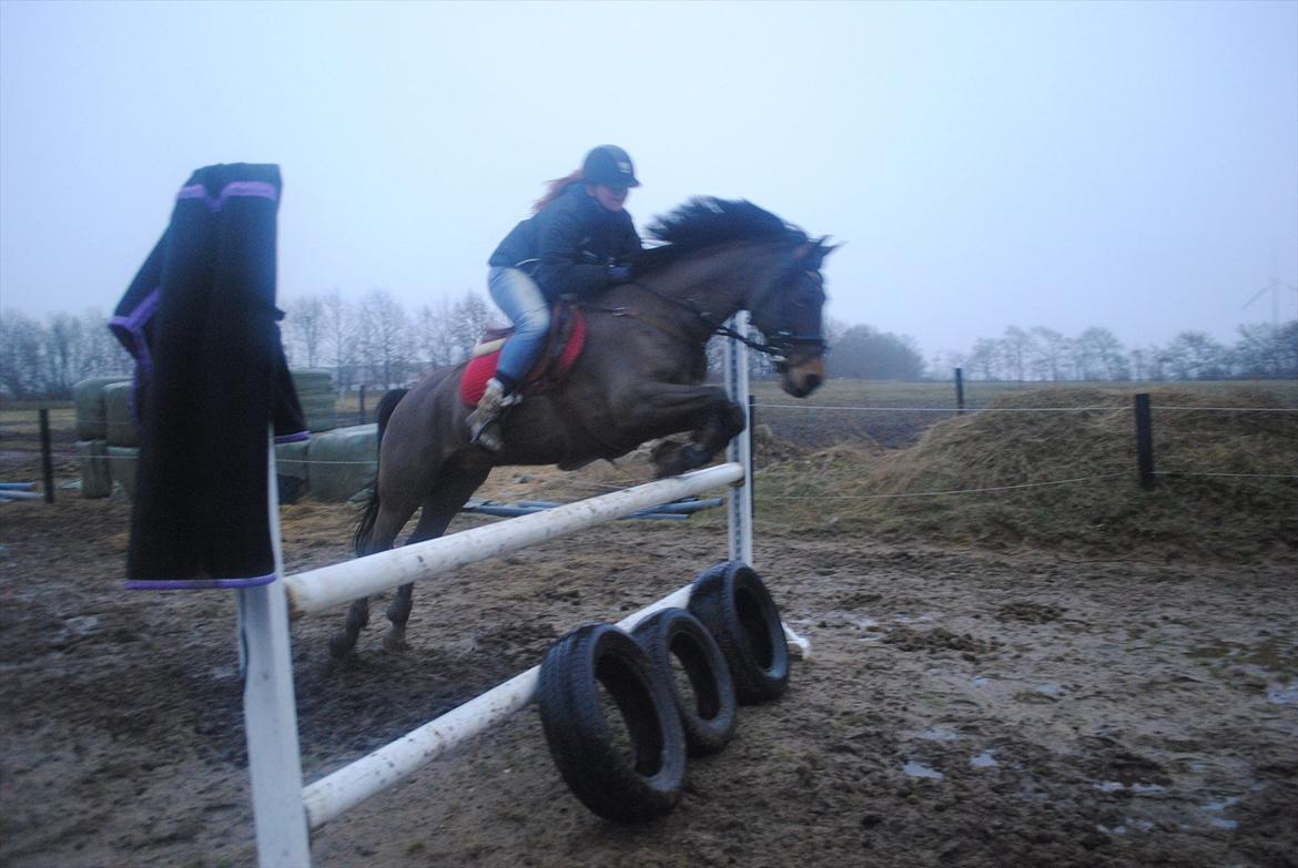 Hollandsk Sportspony Elim billede 4