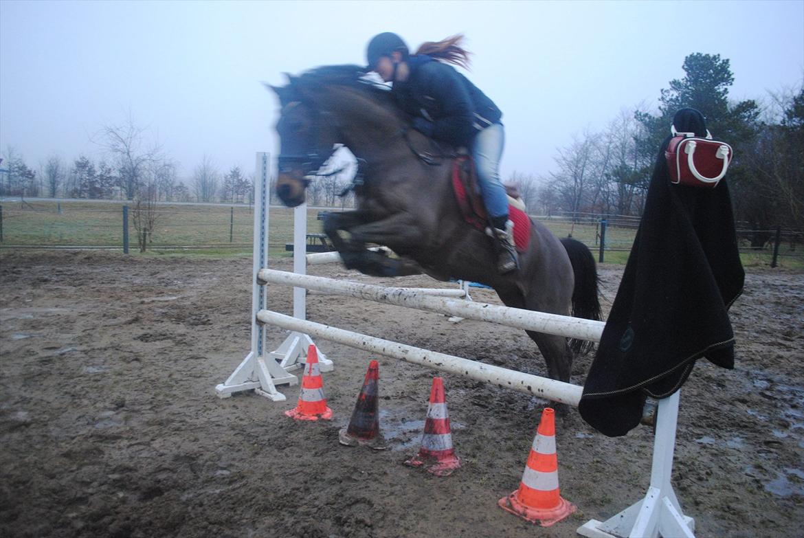 Hollandsk Sportspony Elim billede 5