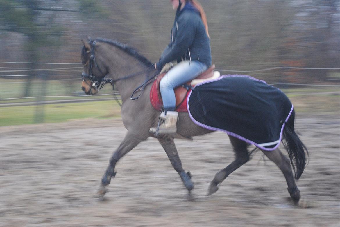 Hollandsk Sportspony Elim billede 6