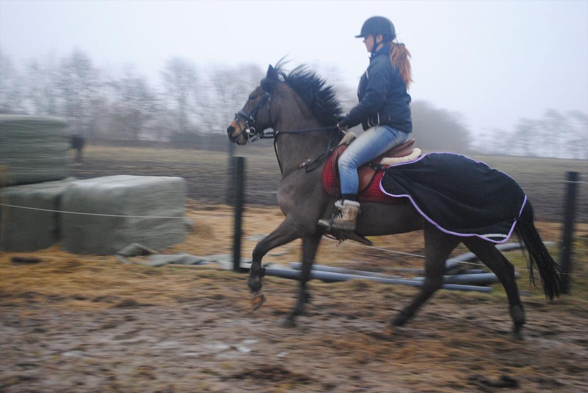 Hollandsk Sportspony Elim billede 7