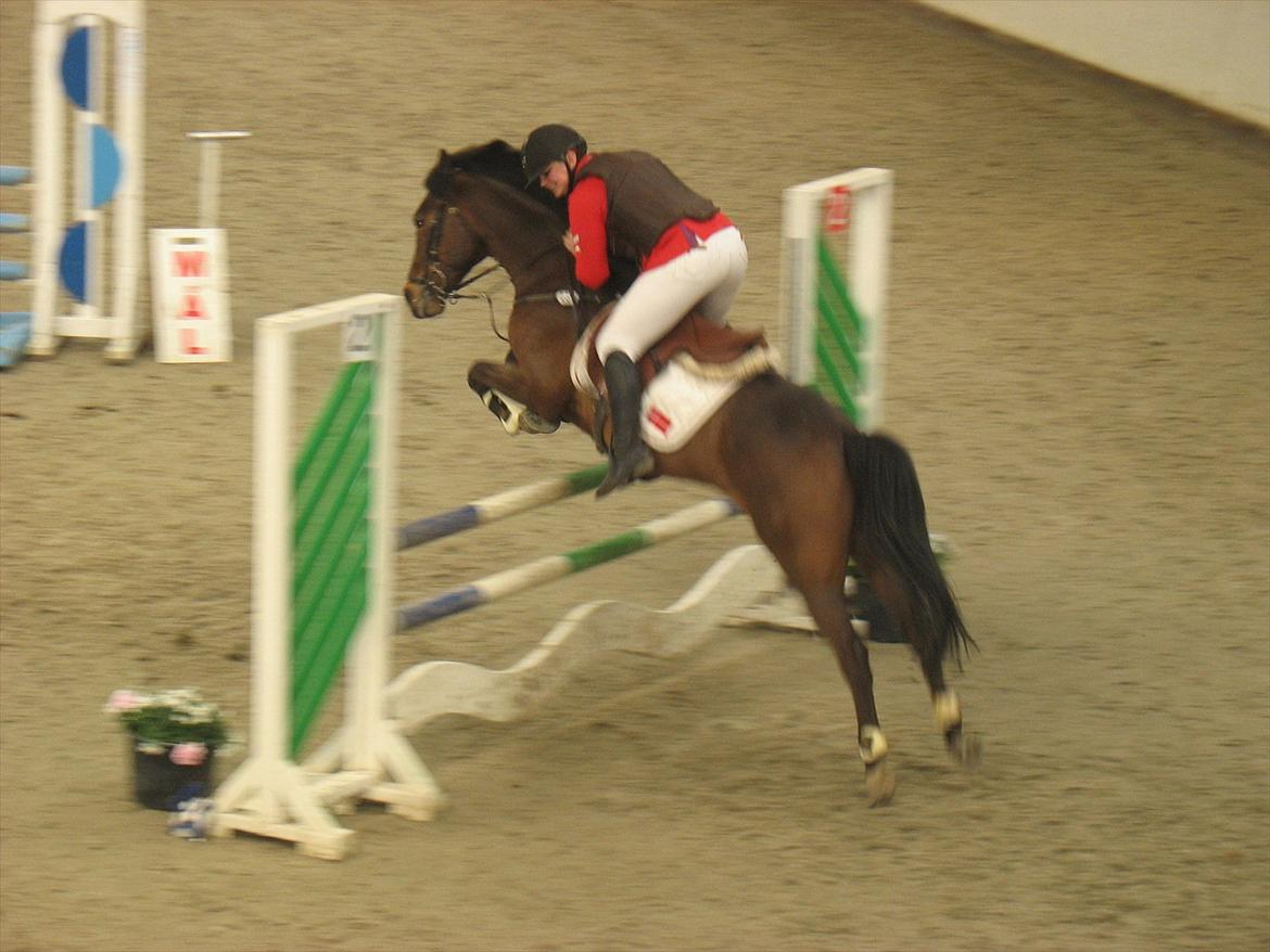 Hollandsk Sportspony Elim billede 8