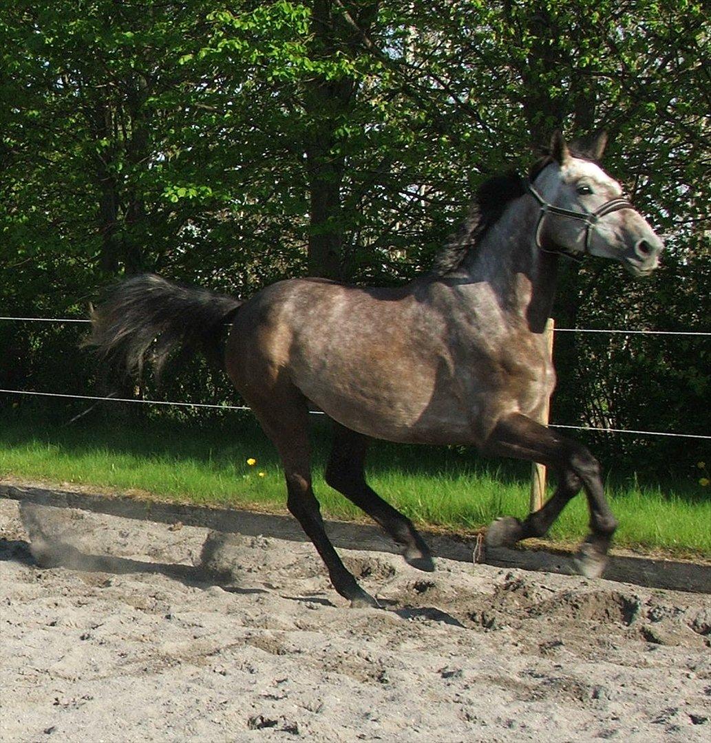 Holstener Ammeli billede 1