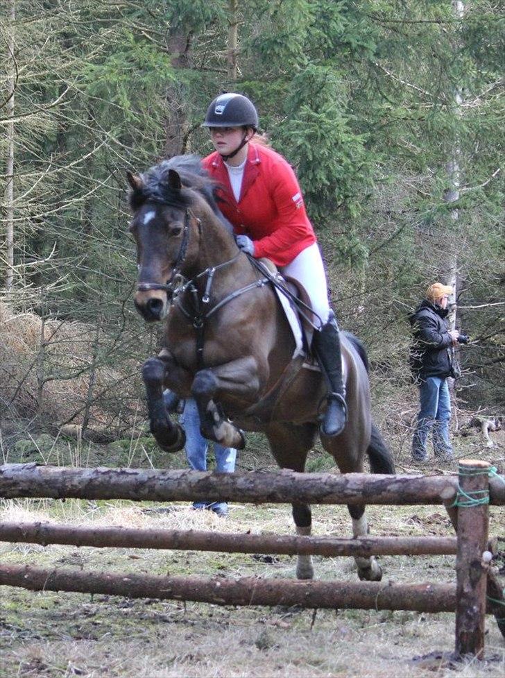 Hollandsk Sportspony Elim - på jagt :) billede 12