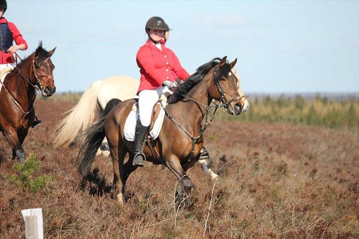 Hollandsk Sportspony Elim billede 13