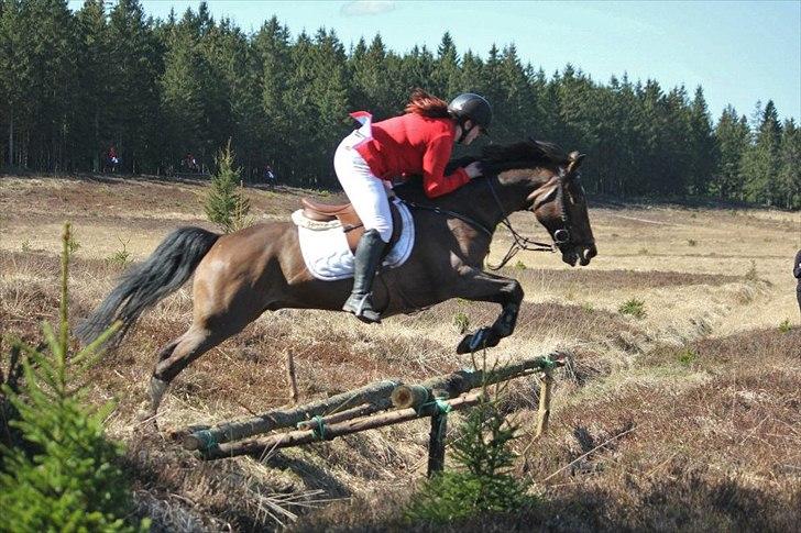 Hollandsk Sportspony Elim billede 14