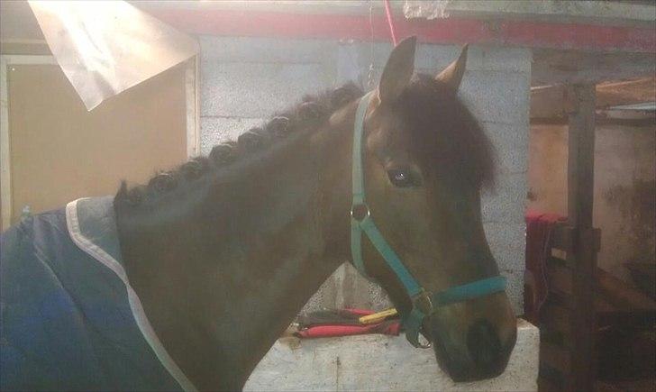 Hollandsk Sportspony Elim - Elim er lige blevet flettet :-D billede 10