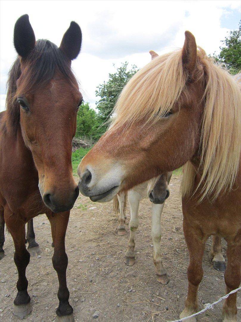 Islænder Ljomi fra Wennersminde - Min to dejlige heste!!<3 billede 15